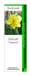 This bookmark depicts a Tripartite Daffodil.